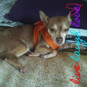 Meet your Posher, Ellie